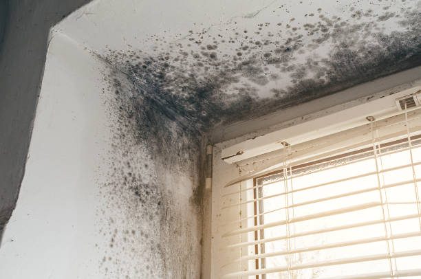 Affordable Black Mold Remediation solutions in Ridge, MD
