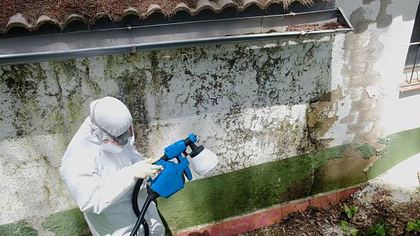 Top rated local Black Mold Remediation specialists in Ridge, MD